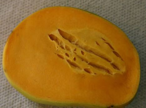 Spongy tissue visible as streaks